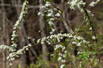 Thunberg's meadowsweet